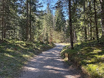 Wir wandern in den Wald hinein...