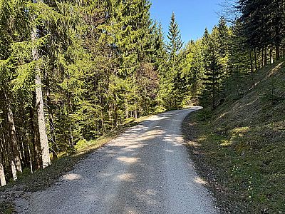 Auf dem Kurvigen Forstweg...