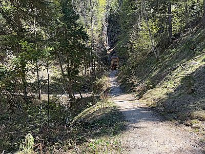 ...und erreichen auf dem nun schmäleren Waldweg...