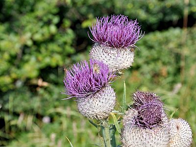 Disteln und zahlreiche andere Blumen blühen am Gipfelgrat