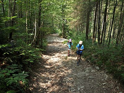 Steil geht es auf der Forststraße ...