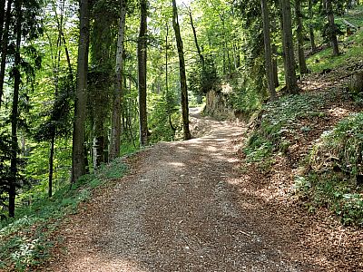 ... durch den schattigen Wald bergauf.