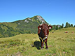 Ein weiterer Zaungast am Wegesrand