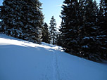 ...später durch lichten Bergwald