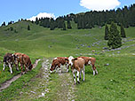 Kühe an der Neuhüttenalm