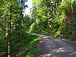 Der Forstweg führt uns steil bergauf