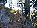 ...und folgen dem Waldpfad...