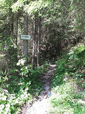 Hinein in einen dichten Nadelwald