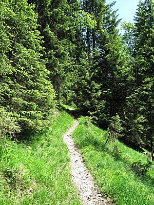 ...und weiter über lichte Pfade