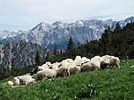 Schafe säumen den Abstiegsweg