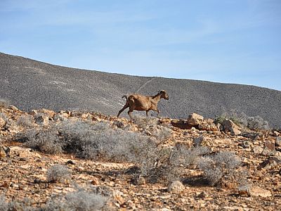 Eine Ziege ist bereits auf dem Abstiegsweg
