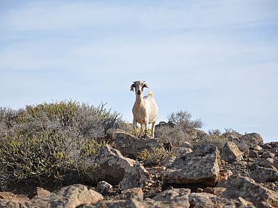 Neugierig betrachtet uns eine weitere Ziege