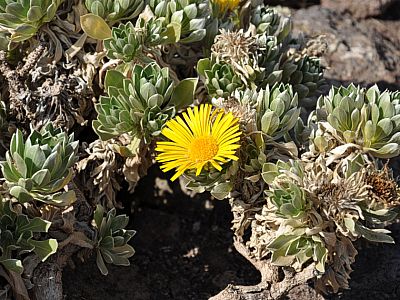 Kanarisches Sternauge (Asteriscus sericeus)