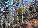 ...in den Wald hinein