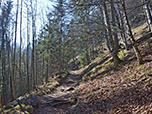 Der Waldpfad führt uns...