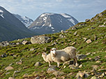 Schafe vor dem Hellstugutinden
