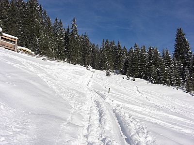 Wir halten auf die Waldschneise zu