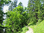 Durch Bergwald Richtung Hohljoch
