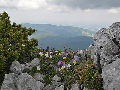 Blumen am Grat zum Gamsknogel