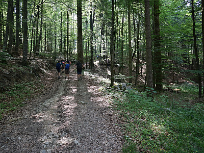 ... und steigen im Wald weiter auf.