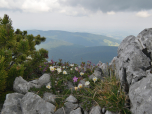 Blumen am Grat zum Gamsknogel