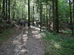 ... und steigen im Wald weiter auf.