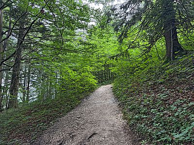 ...und folgen dem Waldpfad ostwärts