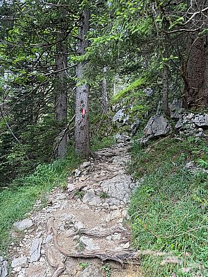 ...führt uns der Weg in Kehren durch den Wald bergauf