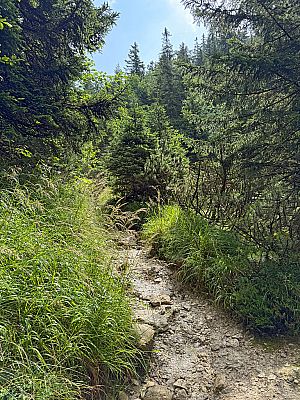 Zu guter Letzt lichtet sich der Wald...