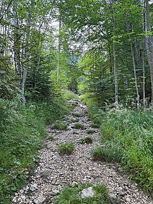 Den Forstweg kürzen wir über einen Pfad ab