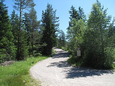 Über diesen breiten Forstweg...