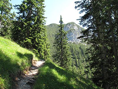 Über unseren Waldpfad...