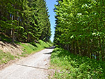 Wieder erreichen wir den breiten Forstweg