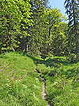 Teils in den Wald ausweichend...