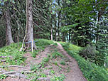 ...und tauchen dann wieder in den Bergwald ein