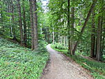 Wir erreichen wieder den Bergwald...