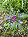 Berg-Flockenblume