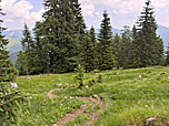 ...und wandern über den Wiesenhang hinunter...