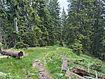 ...zu einem Waldstück