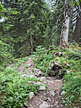 Durch den Bergwald...