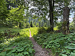 ...in den schttigen Bergwald ein