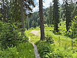 Dann mündet unser Weg in einen Forstweg