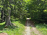 In sanfter Steigung bringt uns der Weg zum Waldrand
