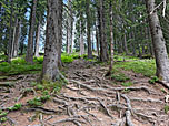 ...wandern wir in nordöstlicher Richtung bergauf