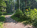 Am Weiher wenden wir uns zweimal nach links...