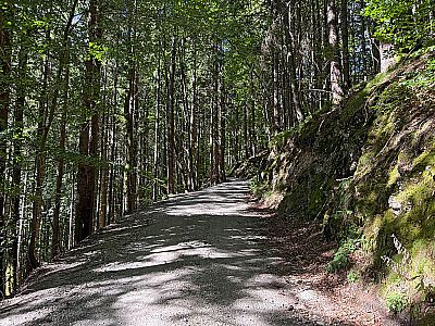 Es geht wieder in den Wald hinein
