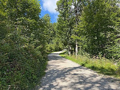 ...und wandern in weiteren Kehren durch lichten Wald bergauf