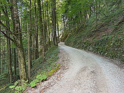 ...und folgen dem Forstweg hinauf...