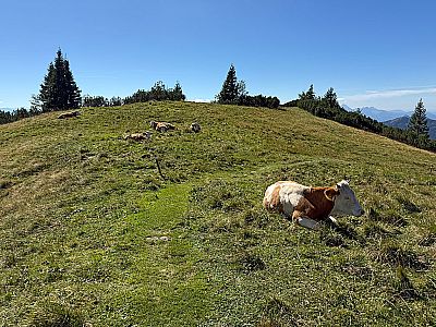 Wir folgen der Route Richtung Rossalm und Heidenholzalm