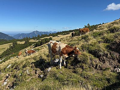 Die Kühe der Rossalm